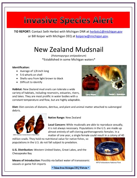 Invasive Species Alert : New Zealand Mudsnail – Forest County ...